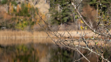 Seerosenweiher im Herbst, Lans, Tirol, Austria