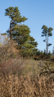 Kiefer, Pinus / Lanser Moor, Lans, Tirol, Austria