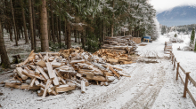 Brennholz im Wald