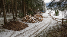 Brennholz im Wald