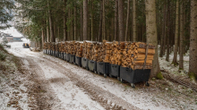 Brennholz im Wald