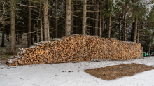 Brennholz im Wald