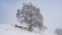 verschneiter Baum im Nebel