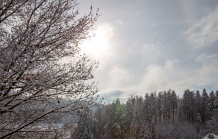 Eichenbaum im Winter