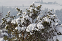 Kiefer, Föhre, Pinus, Pinaceae