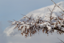 schneebedeckter Lärchenzweig