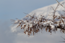 schneebedeckter Lärchenzweig