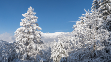 verschneite Bäume / Igls, Innsbruck, Tirol, Austria