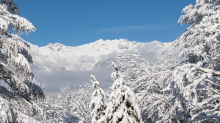 verschneite Bäume / Igls, Innsbruck, Tirol, Austria