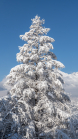 verschneite Lärche (Larix) / Igls, Innsbruck, Tirol, Austria