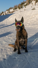 Holländicher Schäferhund mit Skibrille, Hundebrille