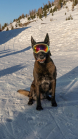 Holländicher Schäferhund mit Skibrille, Hundebrille