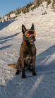 Holländicher Schäferhund mit Skibrille, Hundebrille