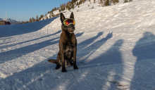 Holländicher Schäferhund mit Skibrille, Hundebrille