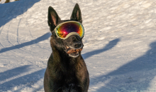 Holländicher Schäferhund mit Skibrille, Hundebrille