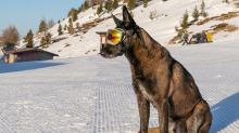 Holländicher Schäferhund mit Skibrille, Hundebrille