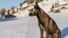 Holländicher Schäferhund mit Skibrille, Hundebrille