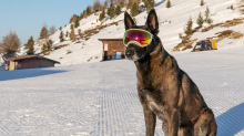 Holländicher Schäferhund mit Skibrille, Hundebrille