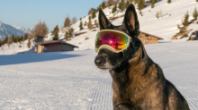 Holländicher Schäferhund mit Skibrille, Hundebrille