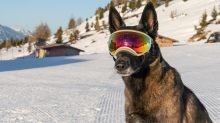 Holländicher Schäferhund mit Skibrille, Hundebrille