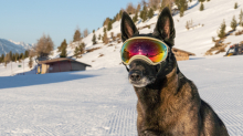 Holländicher Schäferhund mit Skibrille, Hundebrille