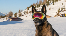 Holländicher Schäferhund mit Skibrille, Hundebrille