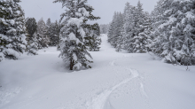 Tiefschneespur von Skifahrer durch den Wald / Patscherkofel, Tirol, Austria