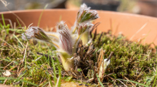 Gewöhnliche Küchenschelle vor der Blüte (Pulsatilla vulgaris)