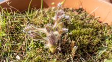 Gewöhnliche Küchenschelle vor der Blüte (Pulsatilla vulgaris)