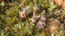 Gewöhnliche Küchenschelle vor der Blüte (Pulsatilla vulgaris)