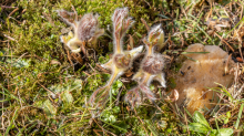 Gewöhnliche Küchenschelle vor der Blüte (Pulsatilla vulgaris)