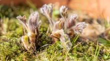 Gewöhnliche Küchenschelle vor der Blüte (Pulsatilla vulgaris)