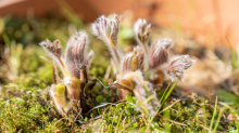 Gewöhnliche Küchenschelle vor der Blüte (Pulsatilla vulgaris)