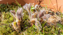 Gewöhnliche Küchenschelle vor der Blüte (Pulsatilla vulgaris)