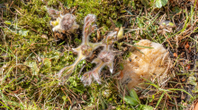 Gewöhnliche Küchenschelle vor der Blüte (Pulsatilla vulgaris)