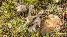 Gewöhnliche Küchenschelle vor der Blüte (Pulsatilla vulgaris)