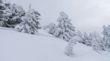 Winterlandschaft / Patscherkofel, Tirol, Österreich