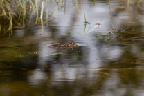 Frösche im Teich bei der Paarung