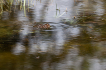 Frösche im Teich bei der Paarung