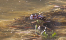 Frösche im Teich bei der Paarung