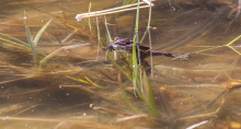 Frösche im Teich bei der Paarung