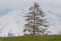 Lärche (Larix) / Lans, Tirol, Österreich