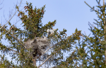 junge Graureiher im Nest