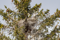 junge Graureiher im Nest