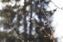  Eberesche, Vogelbeerbaum, Sorbus aucuparia