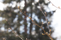  Eberesche, Vogelbeerbaum, Sorbus aucuparia