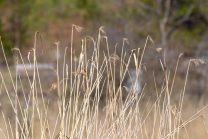 Schilf, Schilfrohr, Phragmites