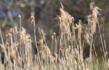 Schilf, Schilfrohr, Phragmites