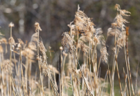 Schilf, Schilfrohr, Phragmites