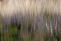 Schilf spiegelt sich im Wasser, Schilfrohr, Phragmites